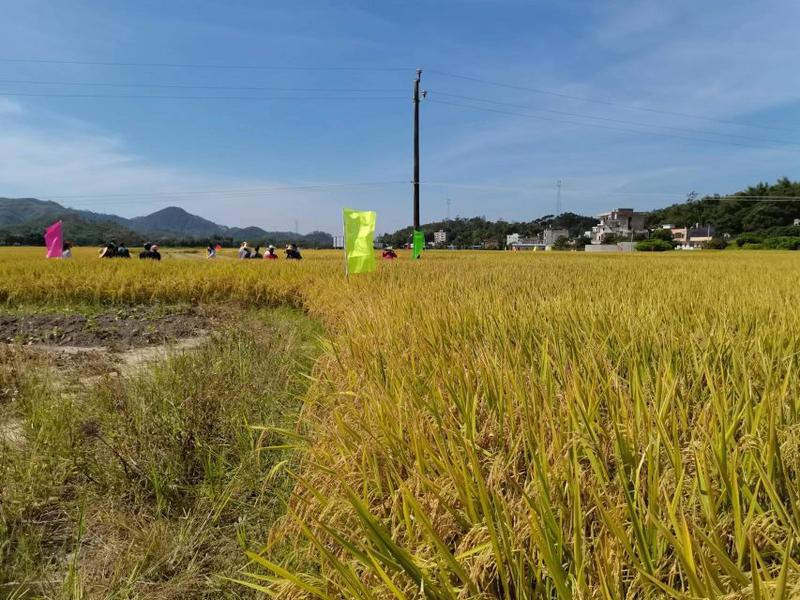 本公司自产自销的有机优质稻谷和大米