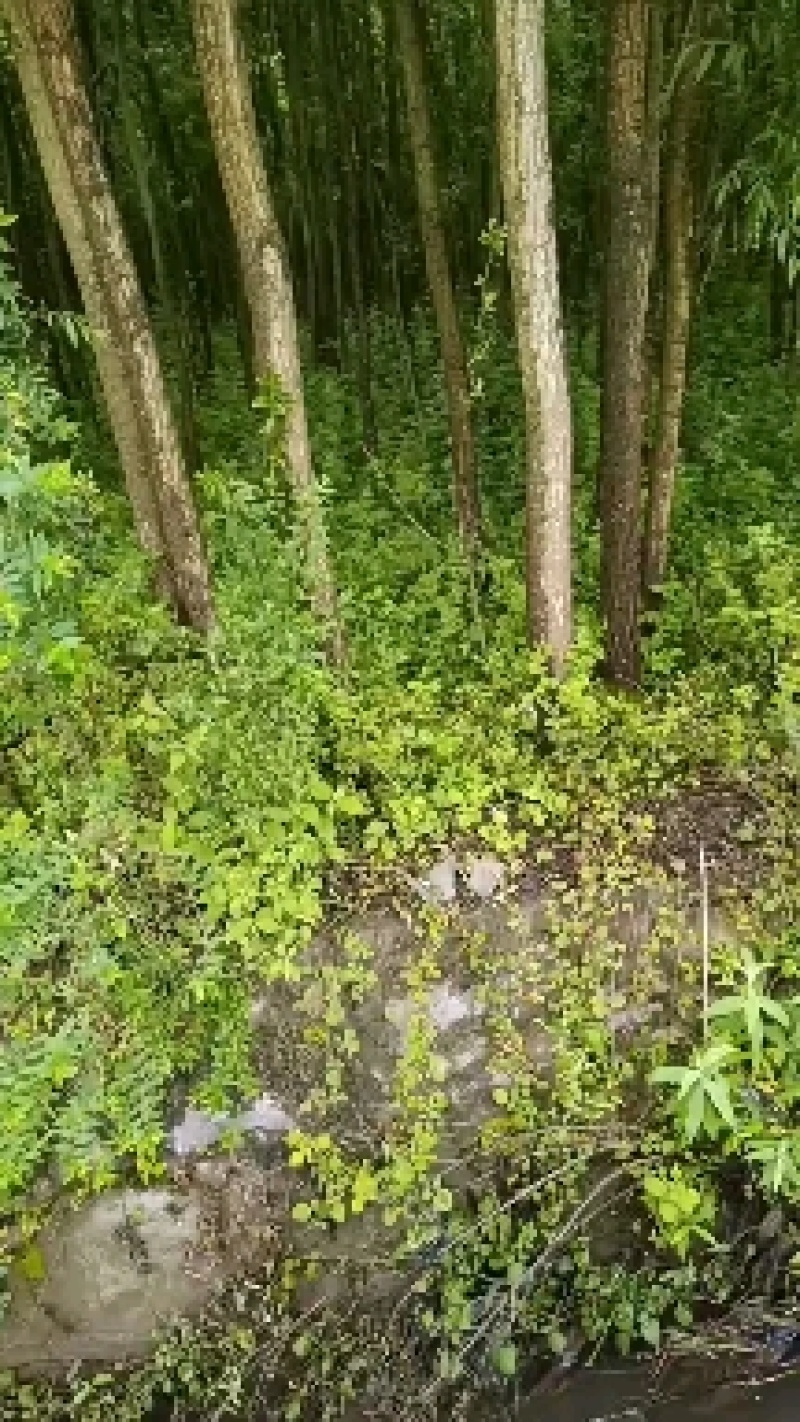 绿意全方位，小匠林距离。