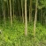 绿意全方位，小匠林距离。