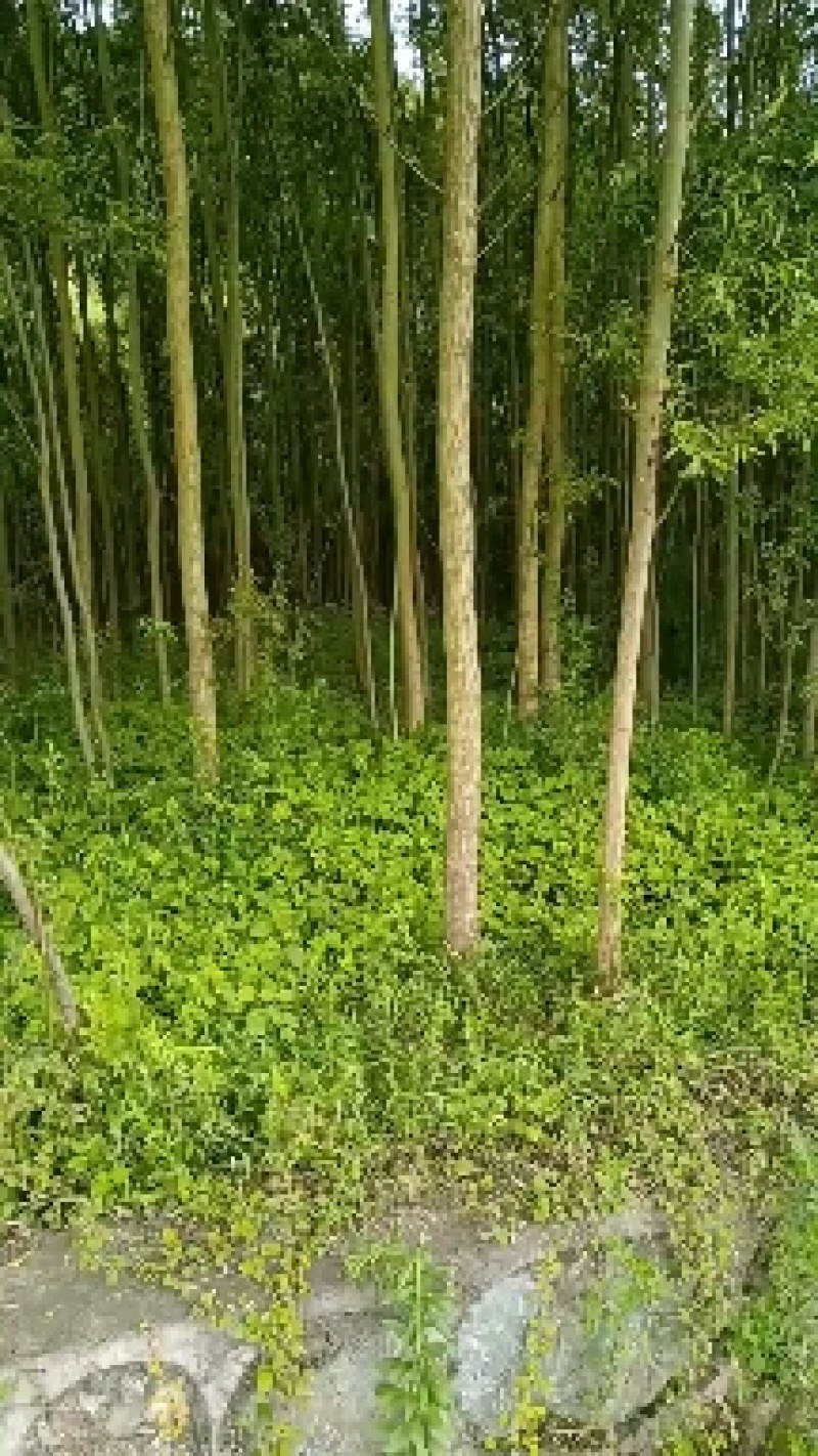 绿意全方位，小匠林距离。