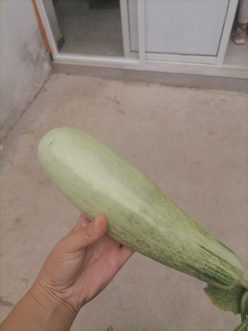 砀山【精选】甜瓜头茬羊角蜜博洋六一甜瓜，精品特甜
