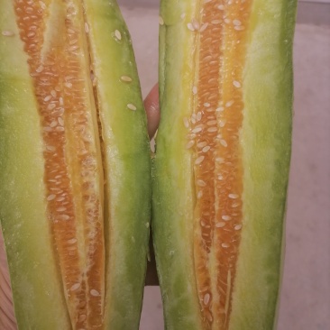 砀山【精选】甜瓜头茬羊角蜜博洋六一甜瓜，精品特甜