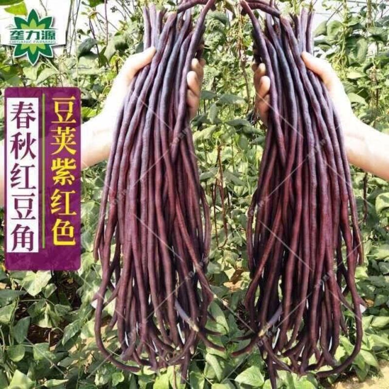 高产耐热耐寒春秋红长豇豆种子十月红豆角缸豆种春秋两季蔬菜