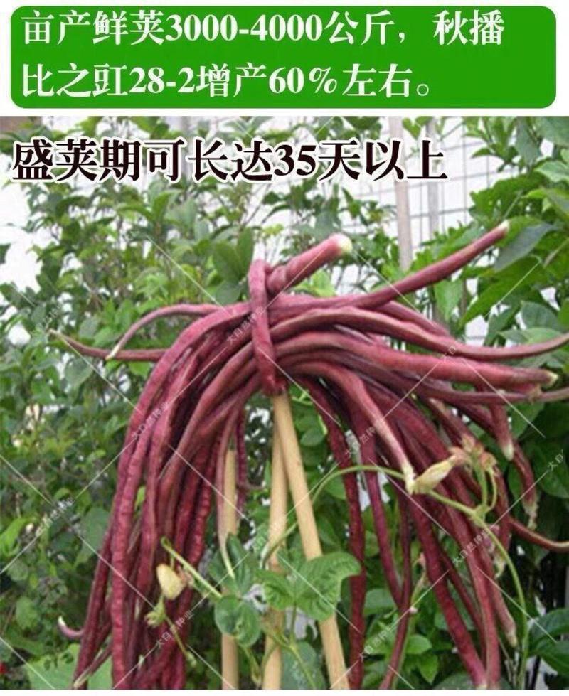 高产耐热耐寒春秋红长豇豆种子十月红豆角缸豆种春秋两季蔬菜