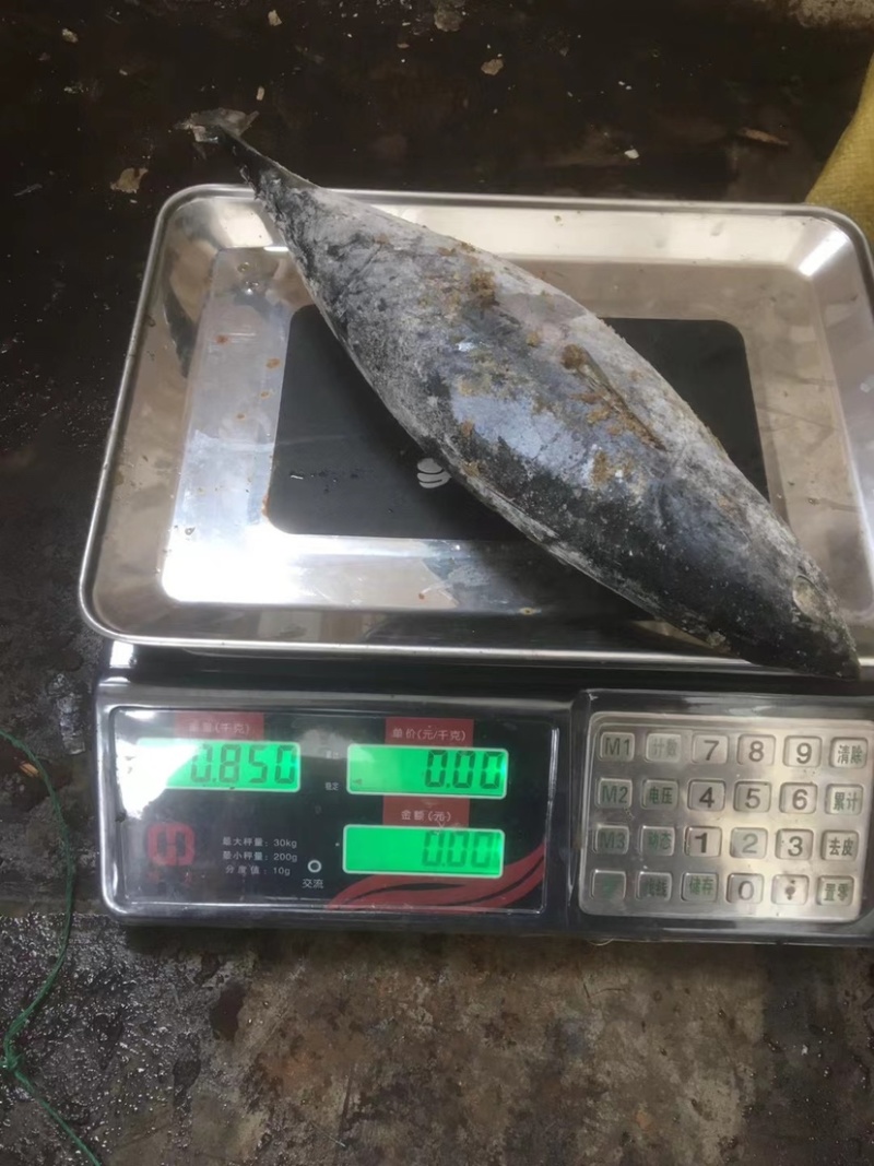 炸弹鱼100-300炸弹西瓜皮全规格都有货