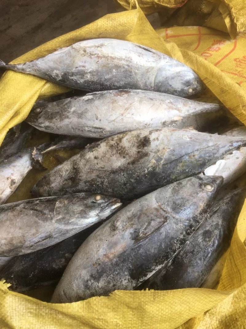 炸弹鱼100-300炸弹西瓜皮全规格都有货