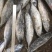 炸弹鱼100-300炸弹西瓜皮全规格都有货