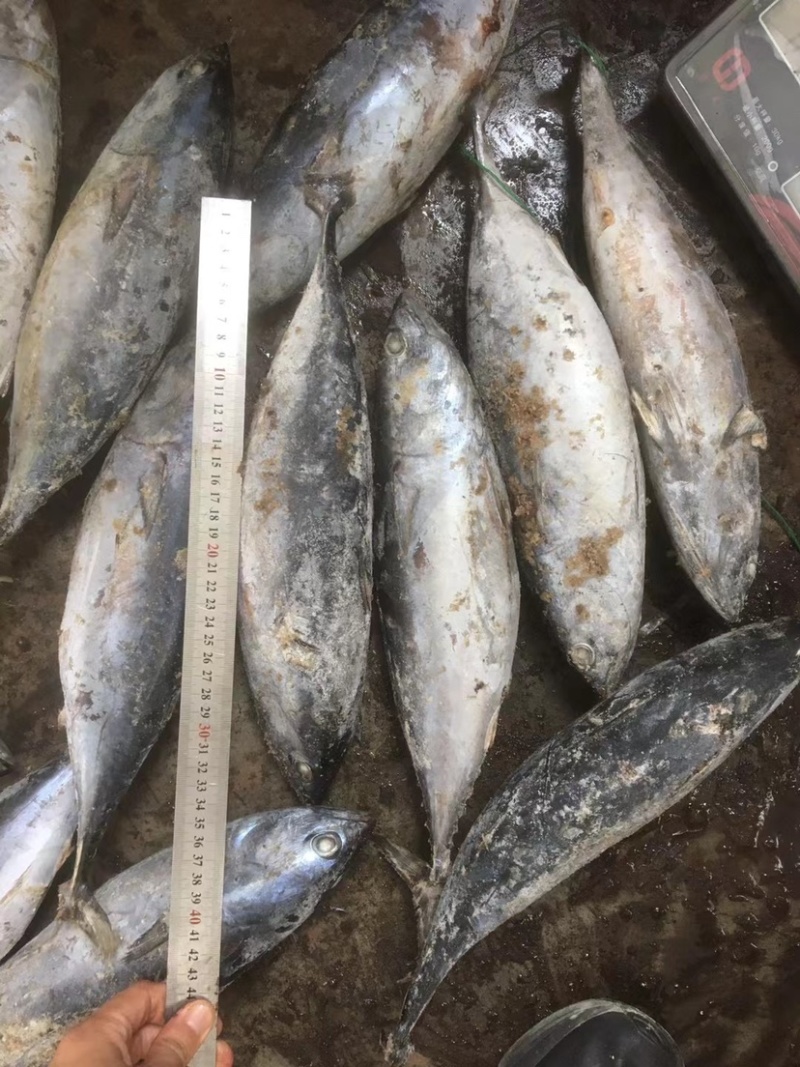 炸弹鱼100-300炸弹西瓜皮全规格都有货
