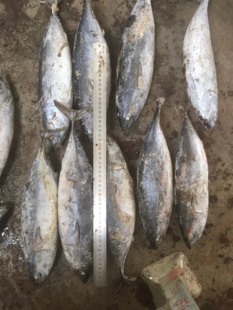 炸弹鱼100-300炸弹西瓜皮全规格都有货