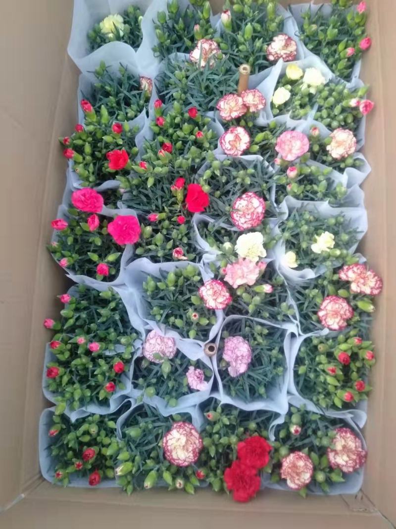康乃馨盆栽重瓣四季开花不断室内观花花卉植物