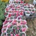 康乃馨盆栽重瓣四季开花不断室内观花花卉植物