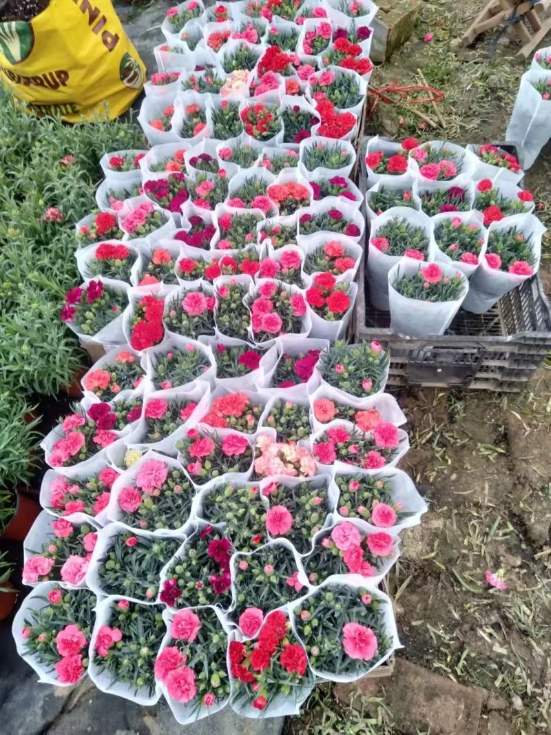 康乃馨盆栽重瓣四季开花不断室内观花花卉植物