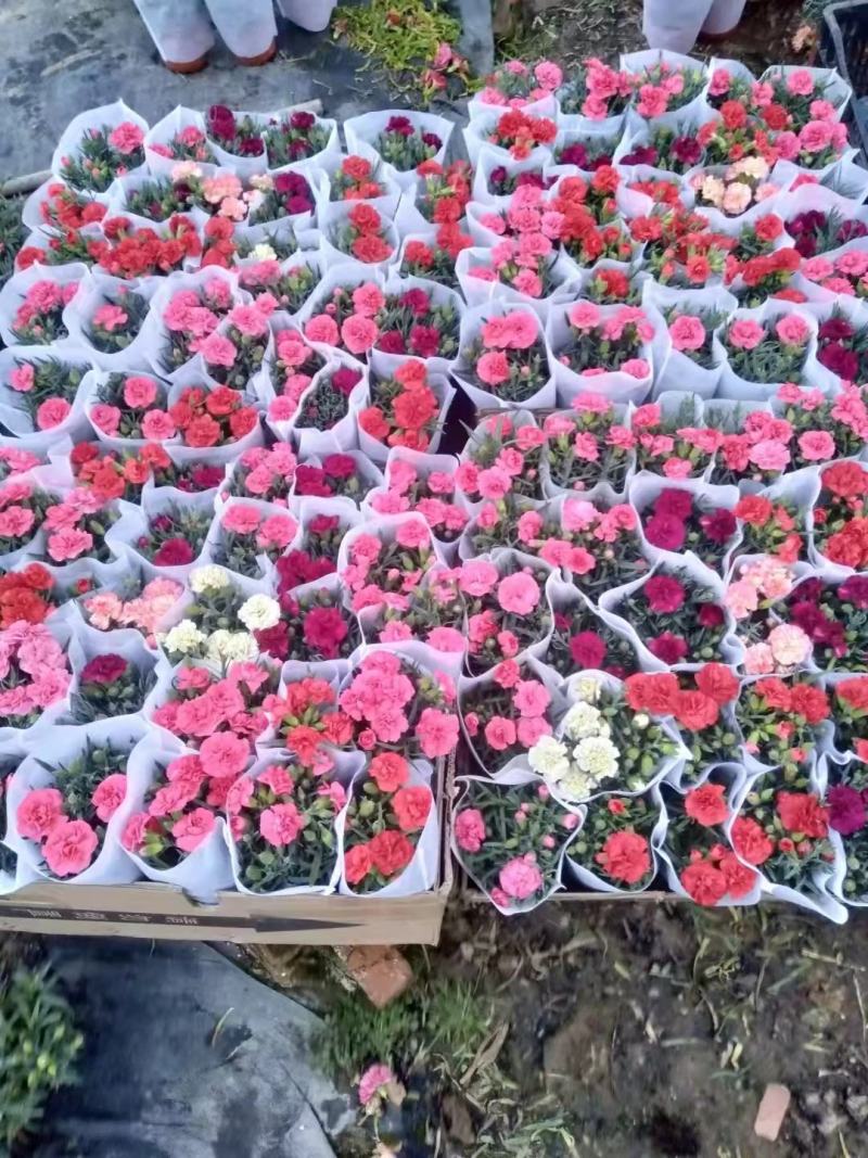 康乃馨盆栽重瓣四季开花不断室内观花花卉植物