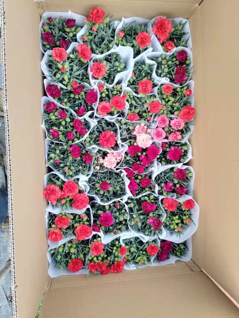 康乃馨盆栽重瓣四季开花不断室内观花花卉植物