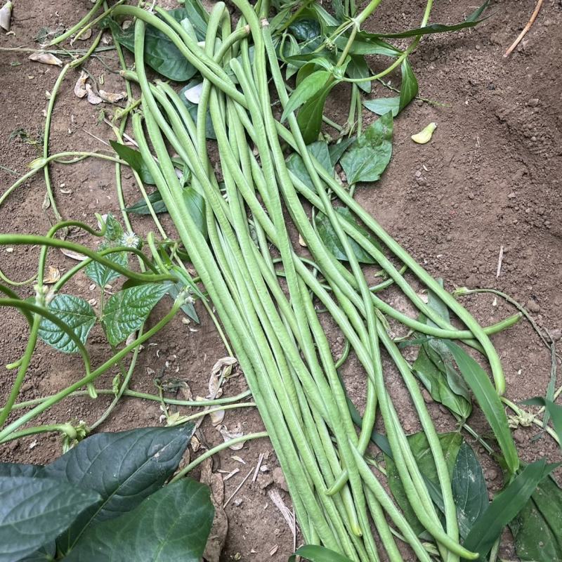 长豆角青条豆角市场货加工厂缸豆看货论价欢迎订购
