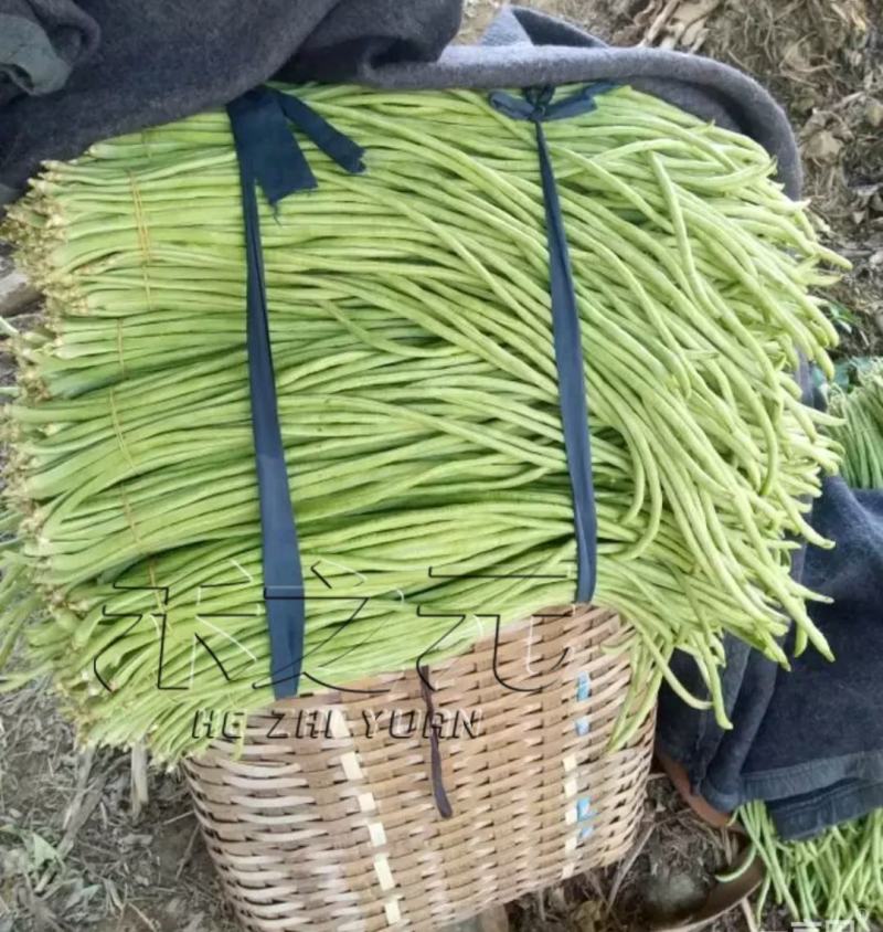 长豆角青条豆角市场货加工厂缸豆看货论价欢迎订购