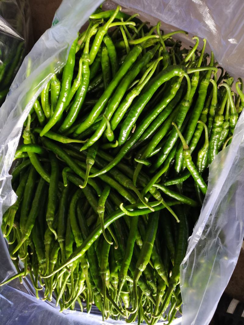 线椒，二荆条