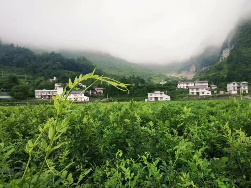 湖北恩施绞股蓝茶叶山区农村绞股蓝