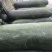 东台大棚独藤黑皮冬瓜22斤起步，大量现货，价格美丽