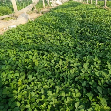 优质绿化蛇莓100万待售基地直发质量优质