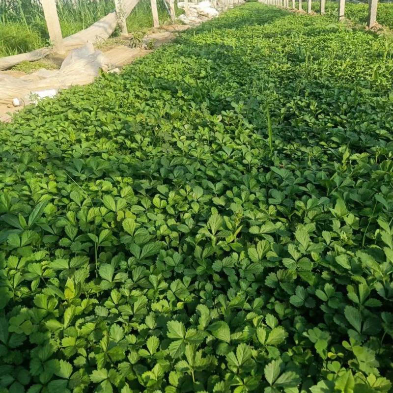优质绿化蛇莓100万待售基地直发质量优质
