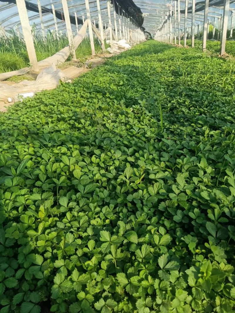 优质绿化蛇莓100万待售基地直发质量优质