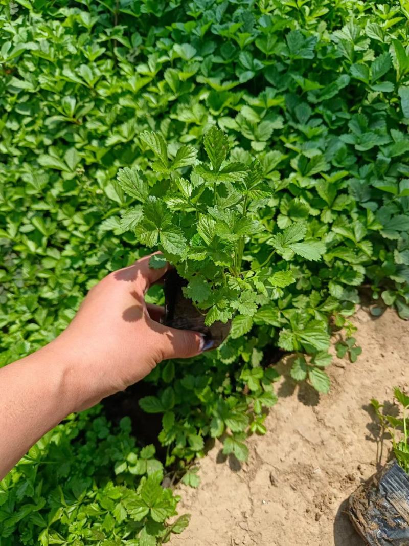 优质绿化蛇莓100万待售基地直发质量优质