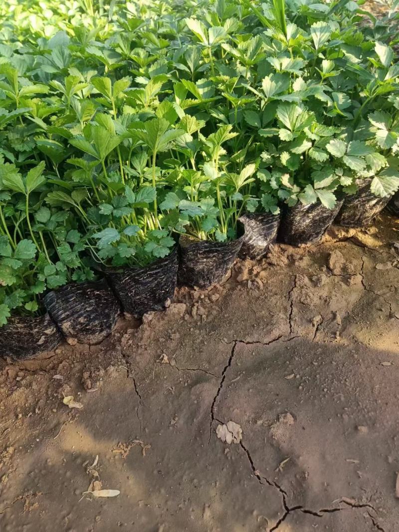 优质绿化蛇莓100万待售基地直发质量优质