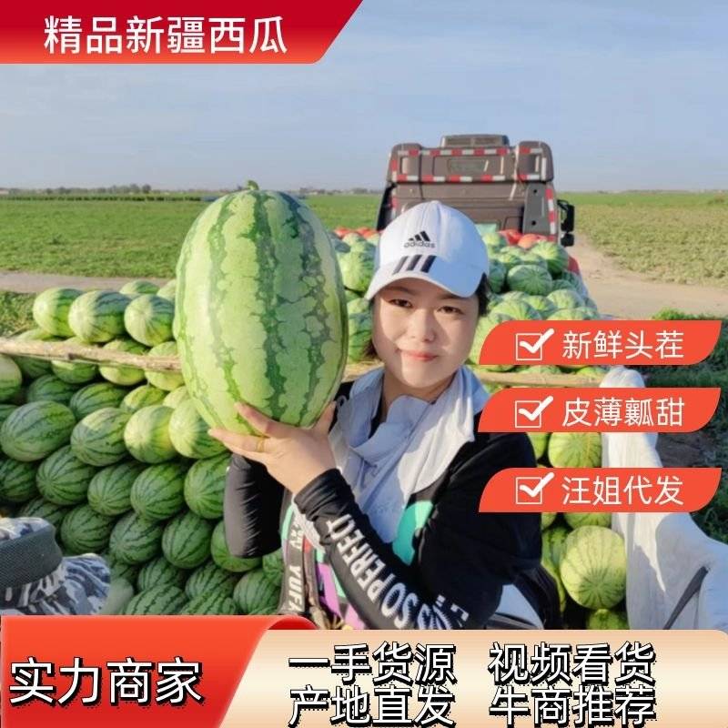 [金城5号西瓜批发]新疆昌吉昌吉市西瓜 0.20元/斤【热卖】新 _ 一亩田