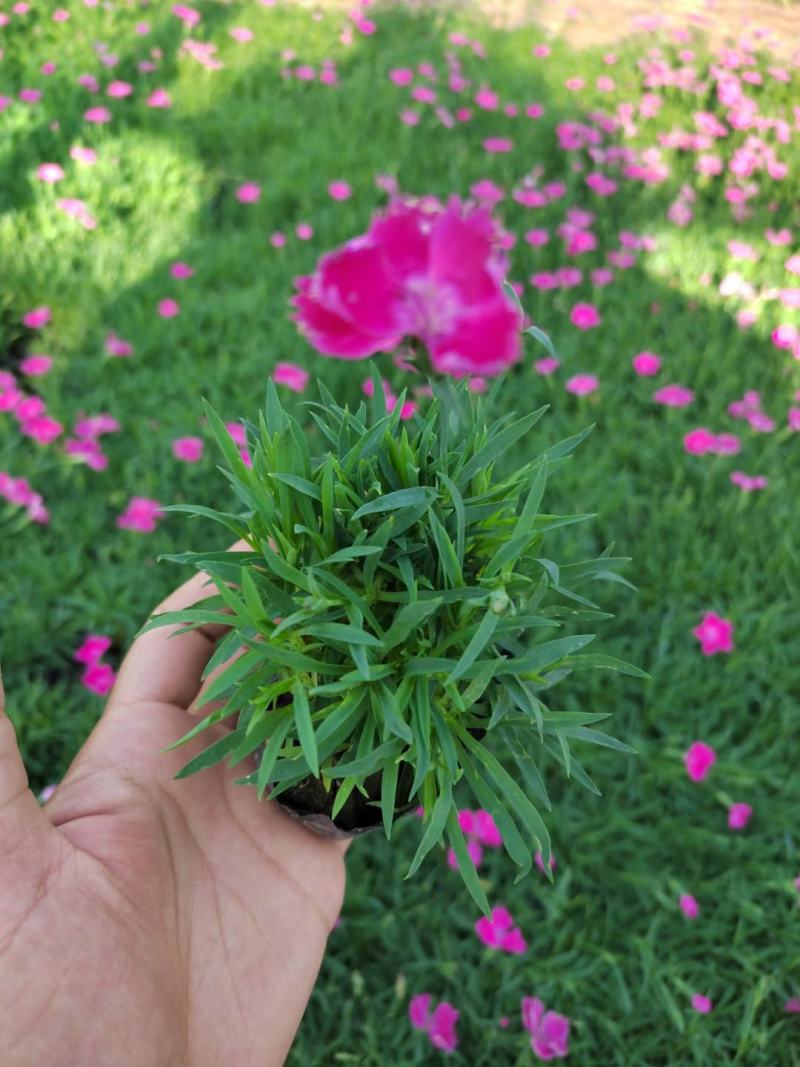 新苗欧石竹300w待售基地直发质量保证