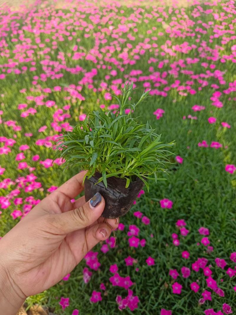 新苗欧石竹300w待售基地直发质量保证