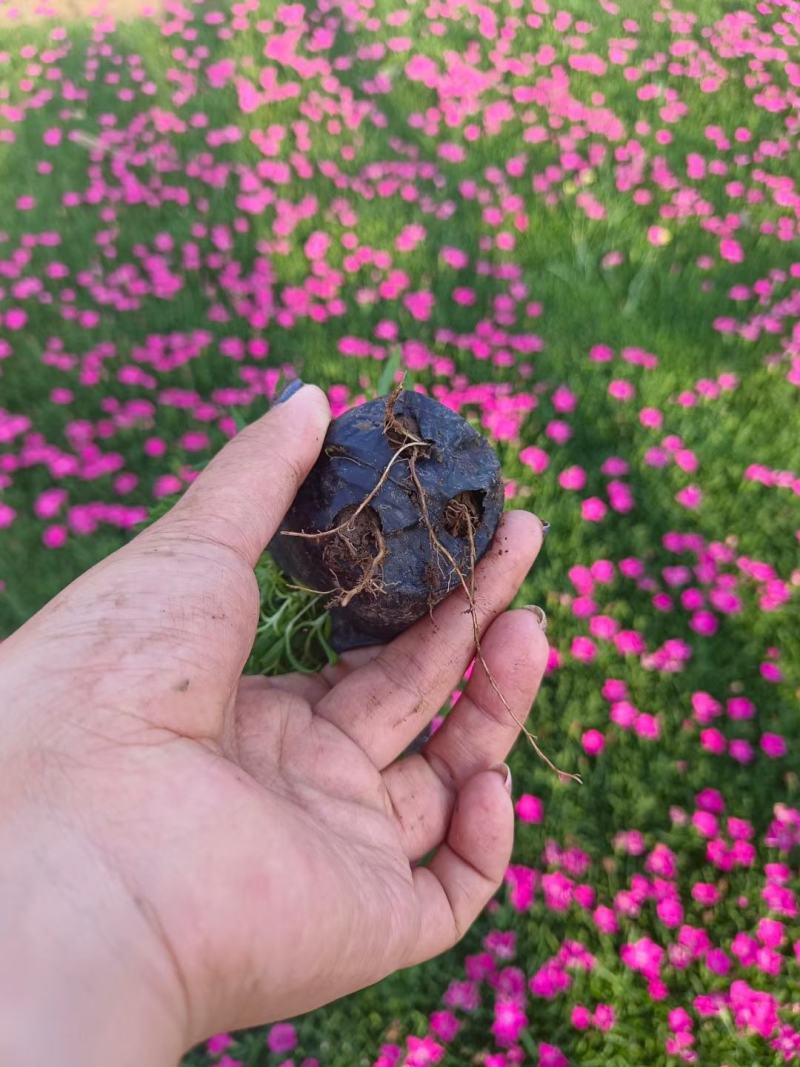 新苗欧石竹300w待售基地直发质量保证