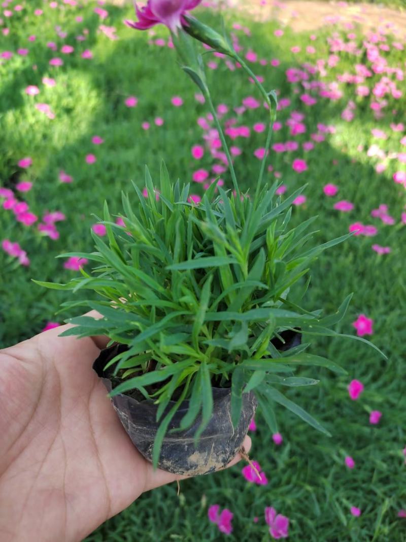 新苗欧石竹300w待售基地直发质量保证