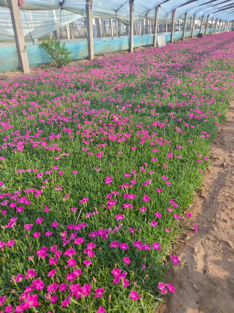 新苗欧石竹300w待售基地直发质量保证
