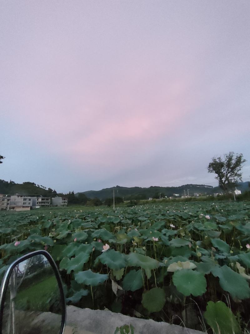 莲子