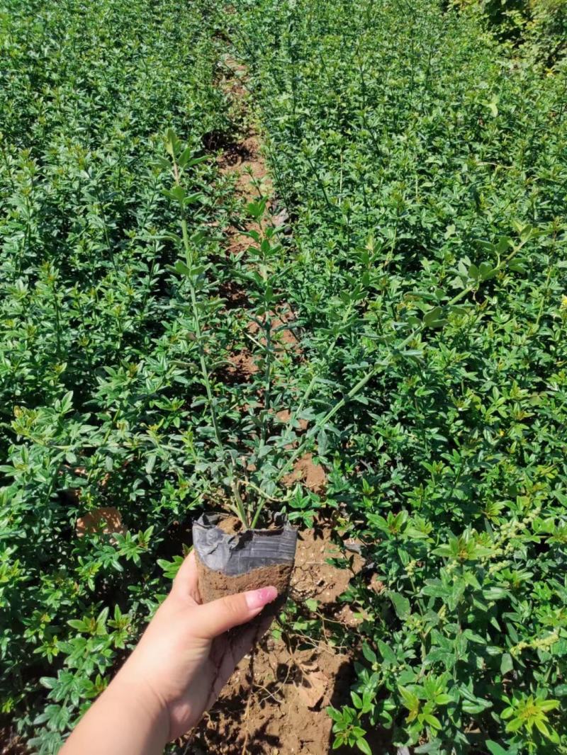 优质迎春绿化专供基地直发质量保证视频实地看货