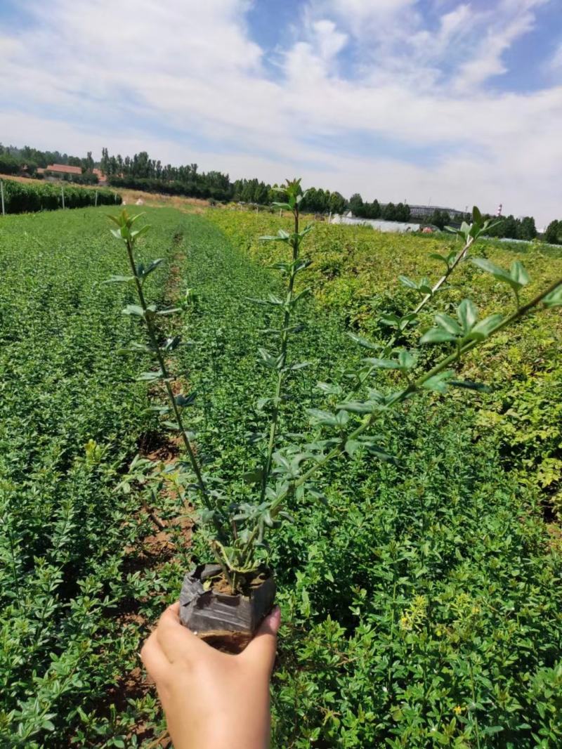 优质迎春绿化专供基地直发质量保证视频实地看货