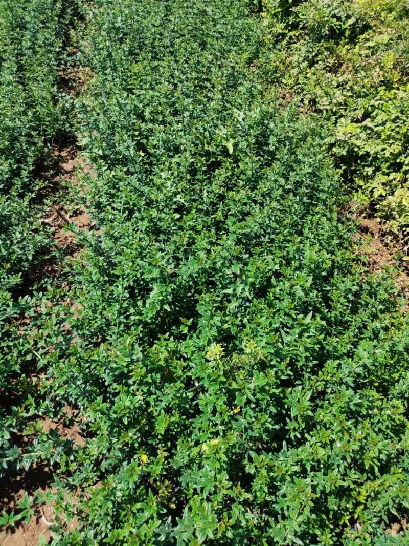 优质迎春绿化专供基地直发质量保证视频实地看货
