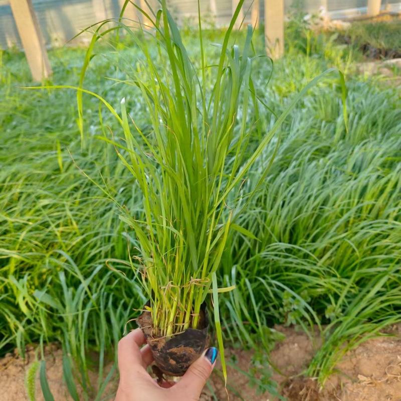 优质紫穗狼尾草绿化专供质量保证实地视频看货