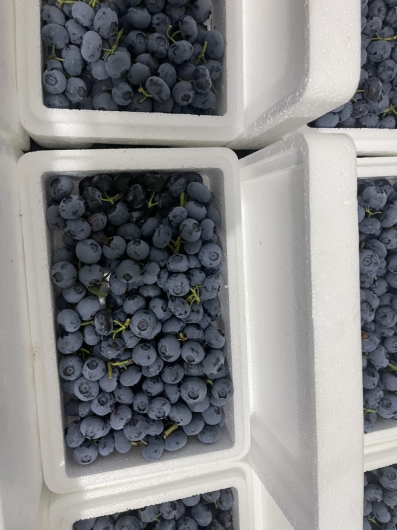 奥尼尔薄雾大批量上市，主要供应连锁商超酒店精品水果店批发