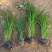 优质紫穗狼尾草绿化专供质量保证实地视频看货