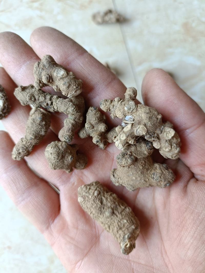 菊三七平卧菊三七产地直销一手货源