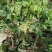 无核桂味荔枝杯苗