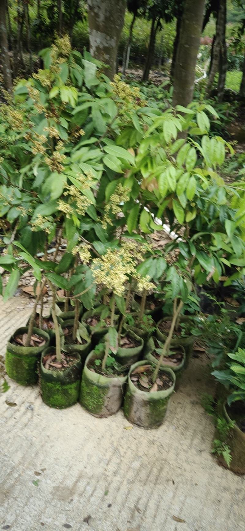 无核桂味荔枝杯苗