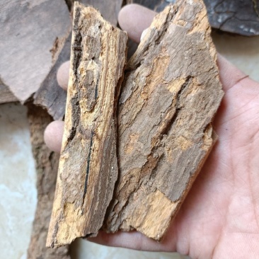 樟树皮产地直销一手货源