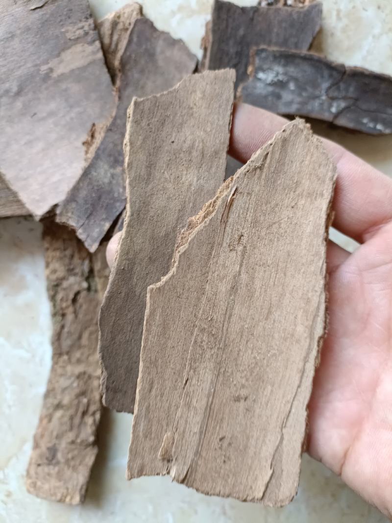 樟树皮产地直销一手货源