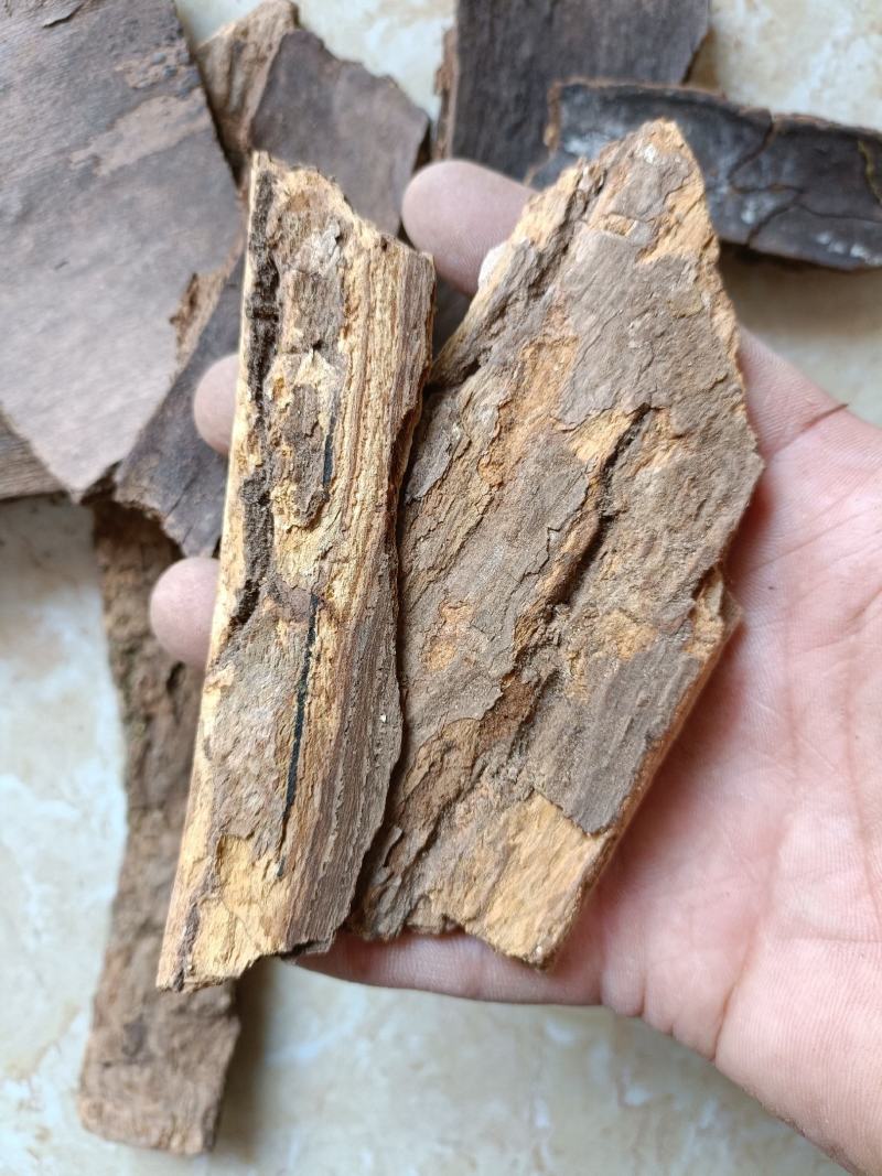 樟树皮产地直销一手货源