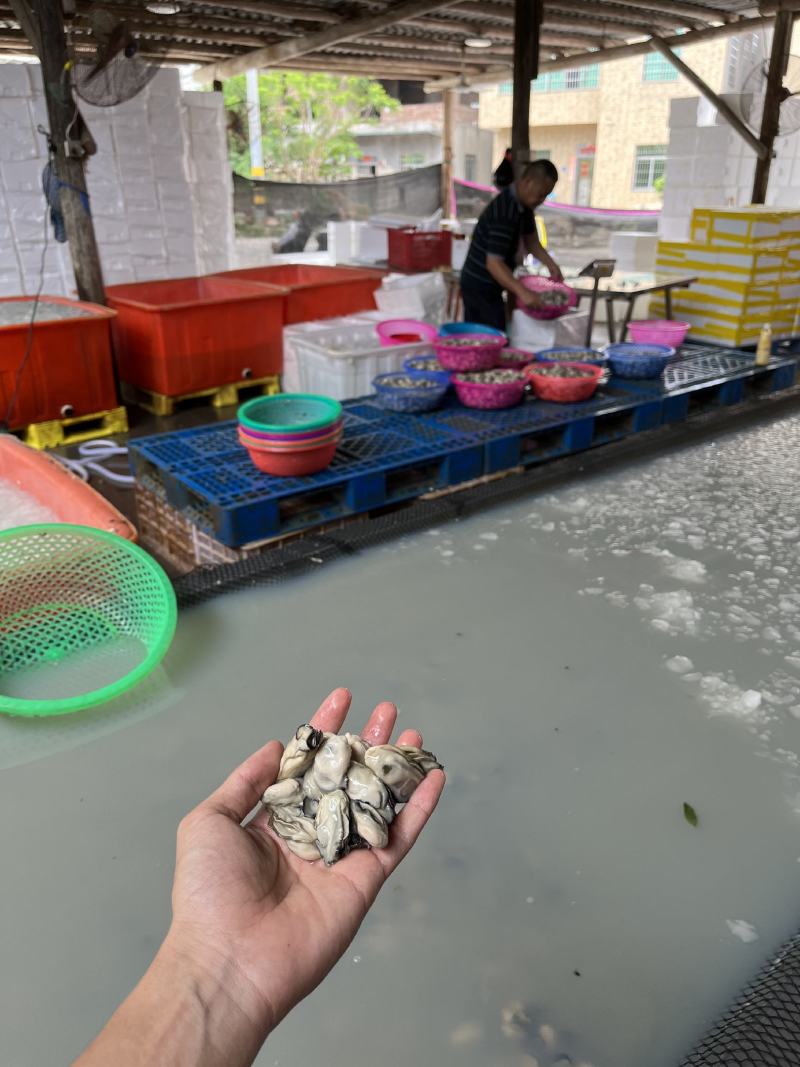 蚝肉生蚝肉海蛎肉牡蛎肉蚵仔煎蚝蛋烧原产地直发