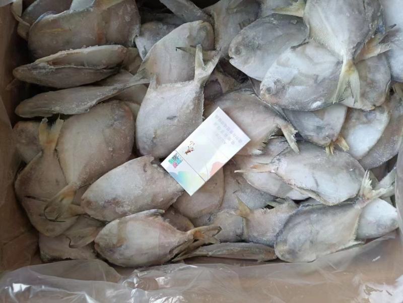 东海白鲳鱼200件起批全国各地均可直达一吨起批