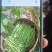 豆